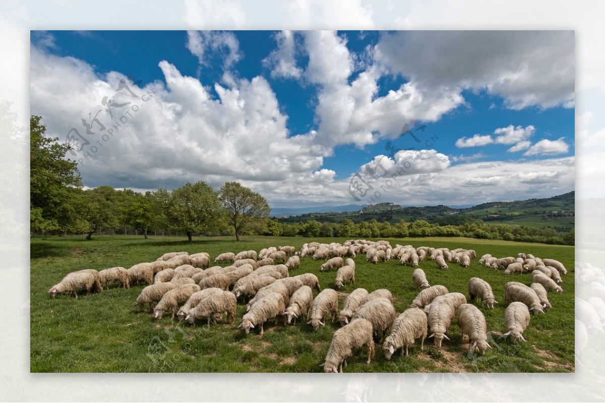 牧羊群与大自然风景图片