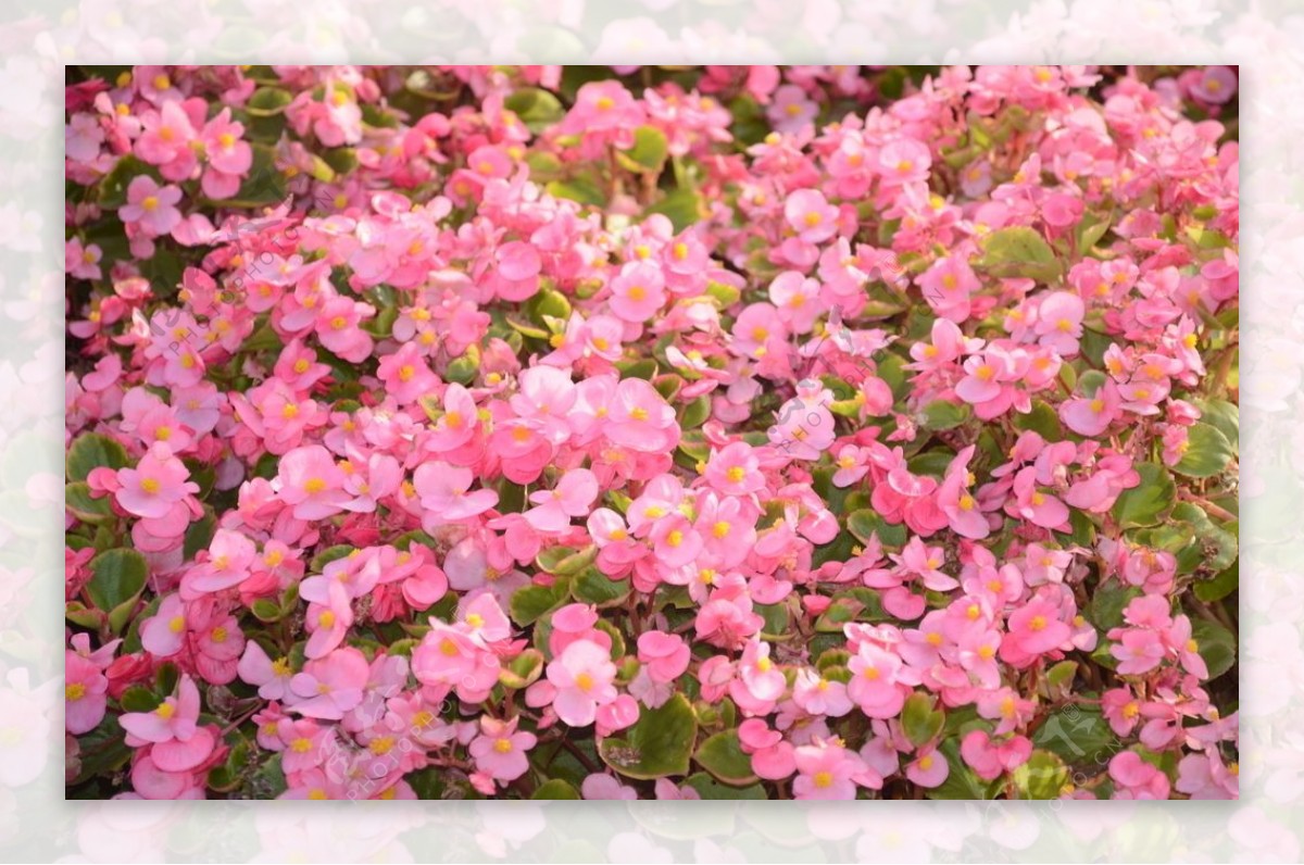 四季秋海棠图片
