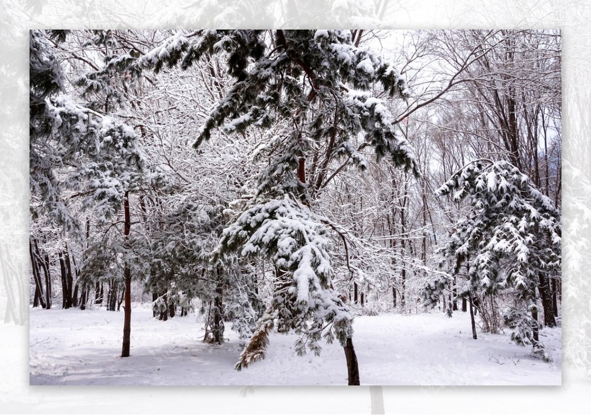 雪景图片