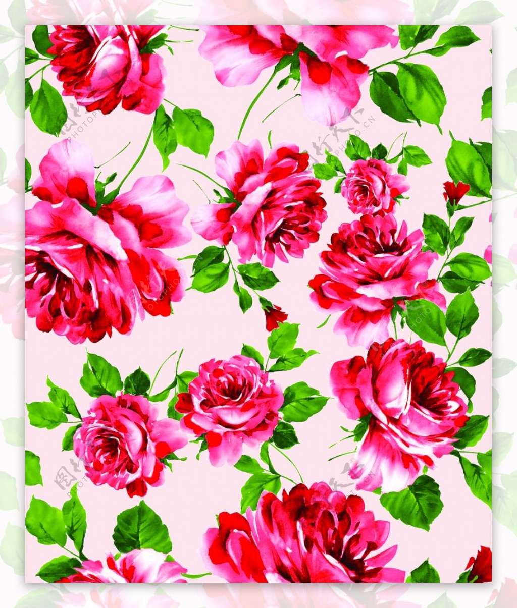 玫瑰月季大朵红花图片