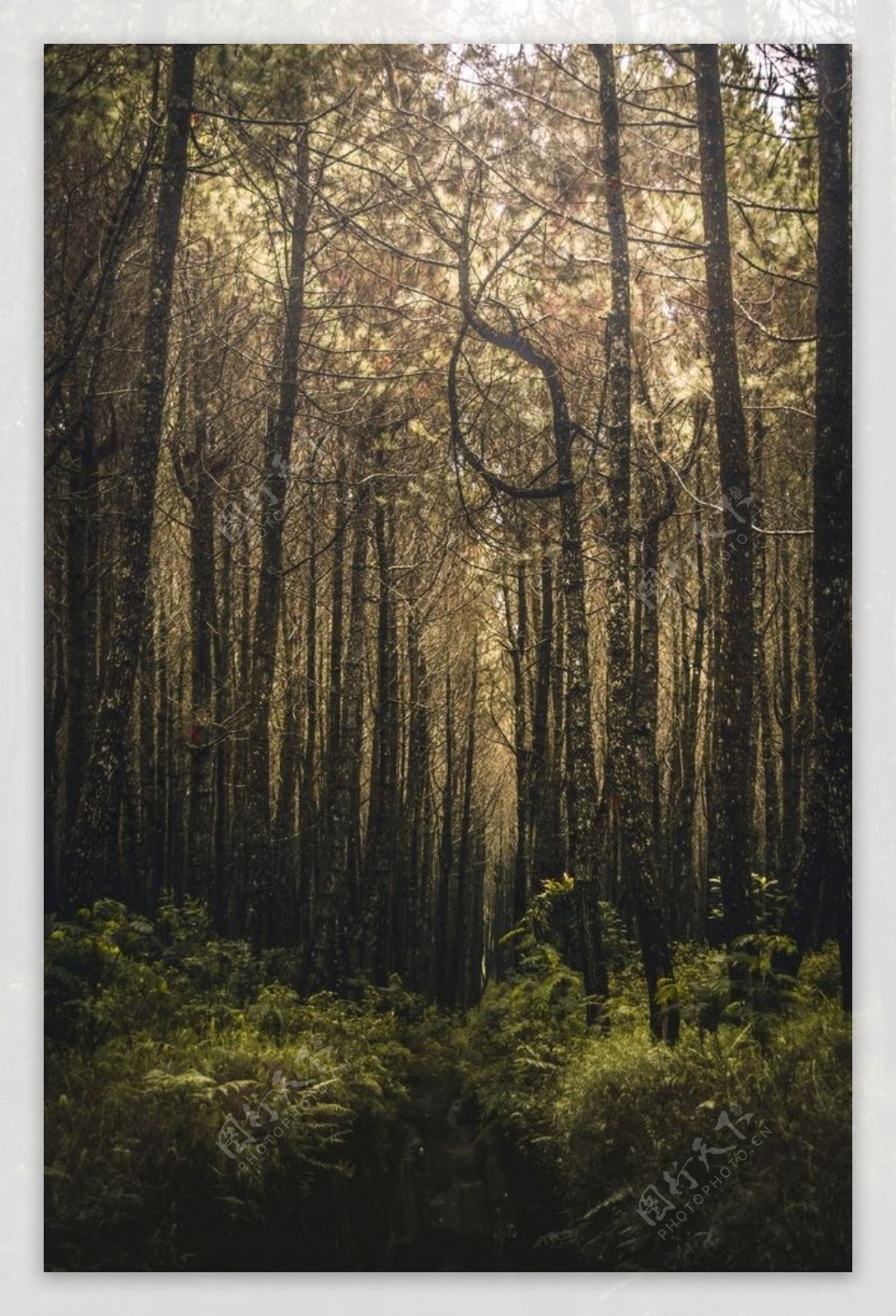 阳光洒在原始大森林图片素材_免费下载_jpg图片格式_高清图片96063_摄图网