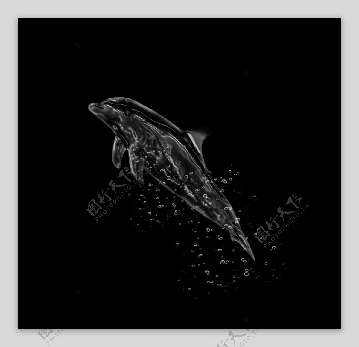 水元素海豚图片