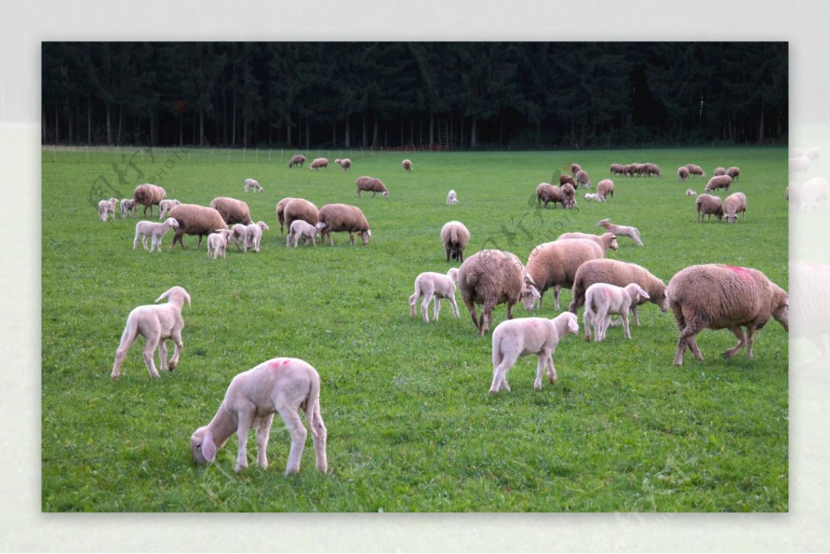 羊群图片