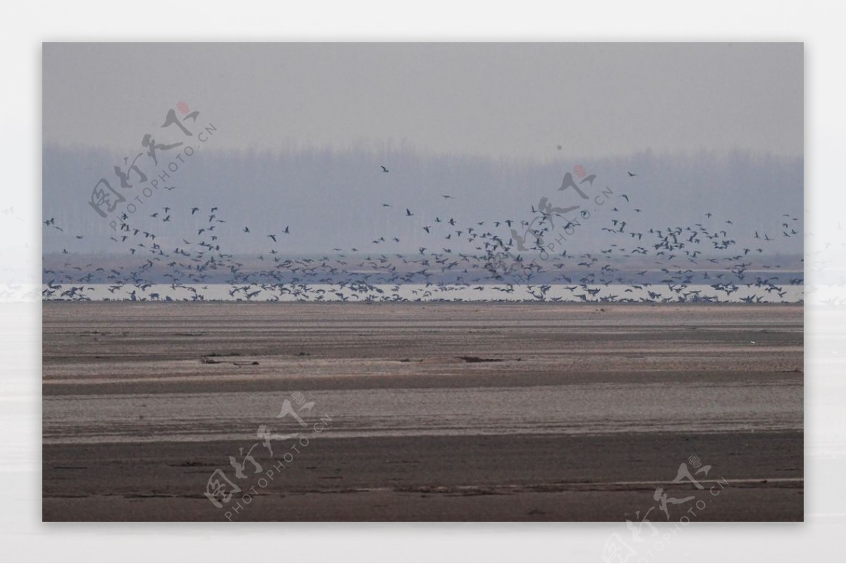 河南黄河湿地现万鸟飞临景观图片