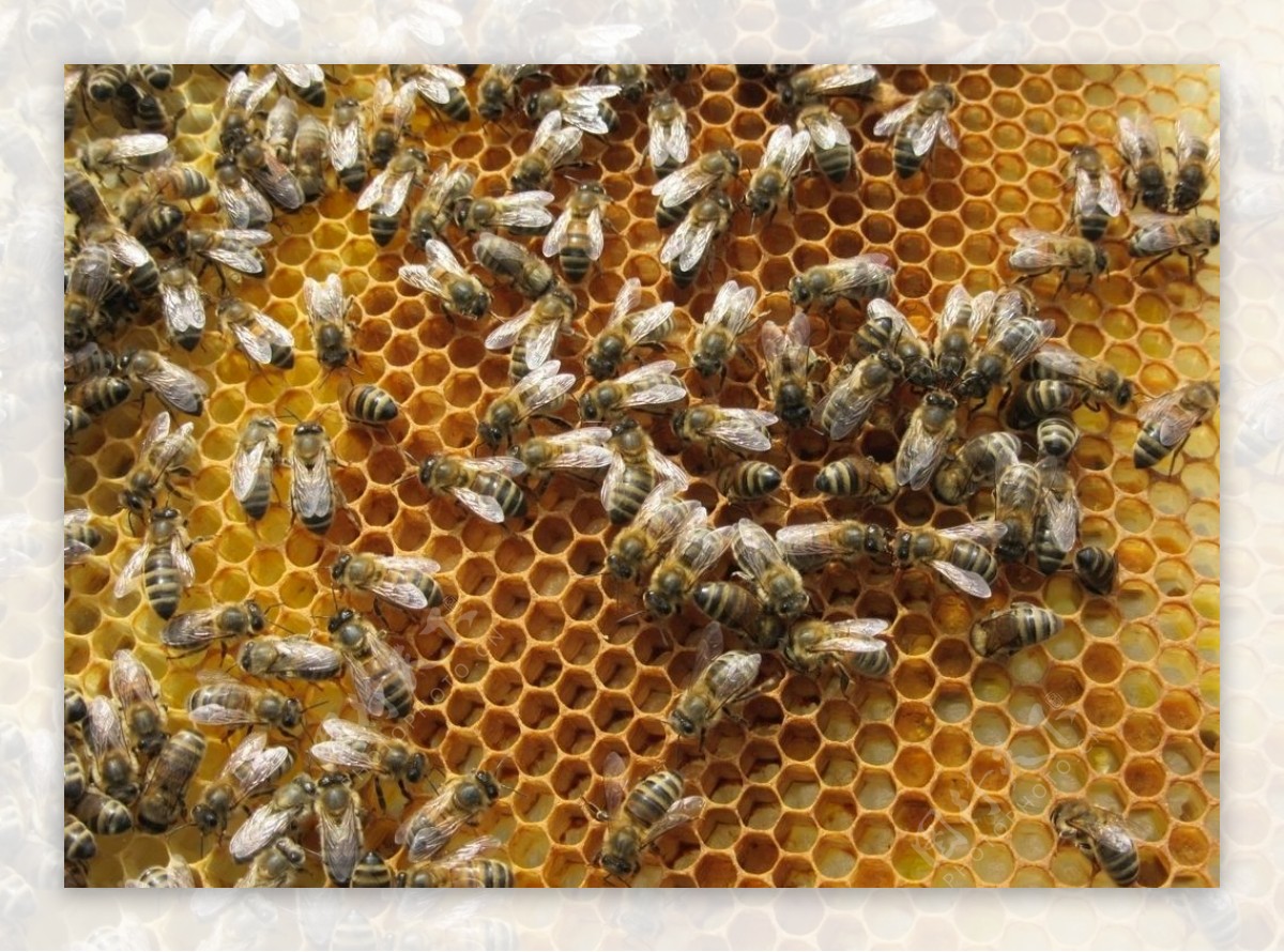 蜂巢图片素材-编号39611132-图行天下