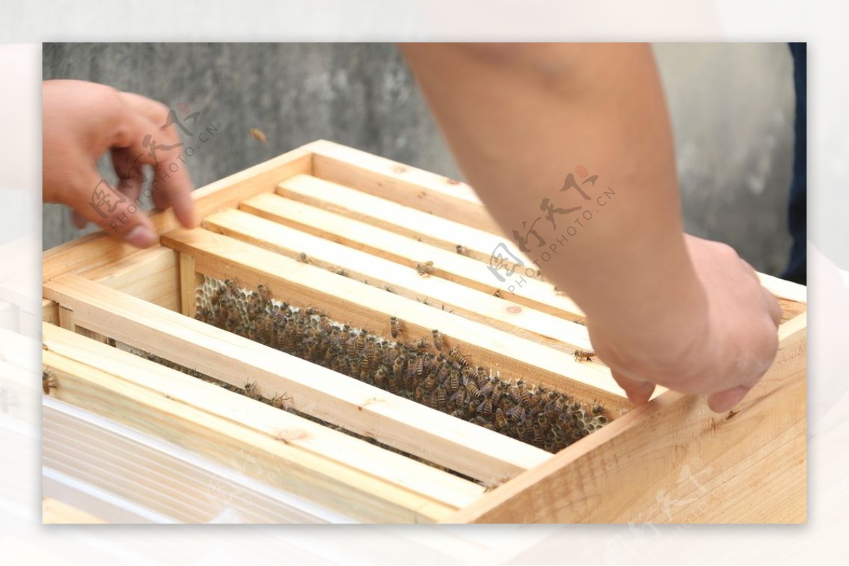 蜂箱全套中蜂专用全杉木烘干煮蜡七框十框标箱平箱土蜂箱养蜂工具-淘宝网