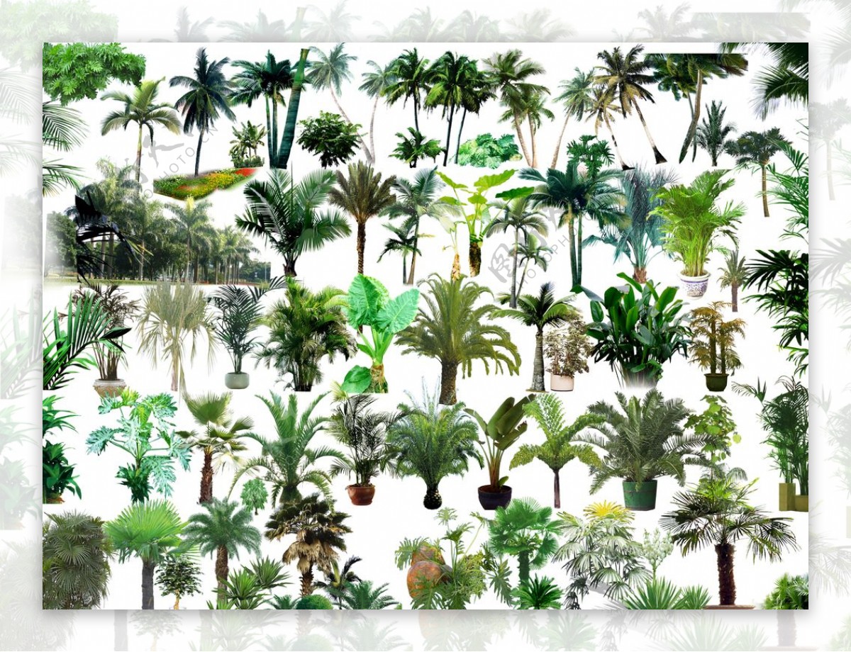 热带棕榈树 免费图片 - Public Domain Pictures