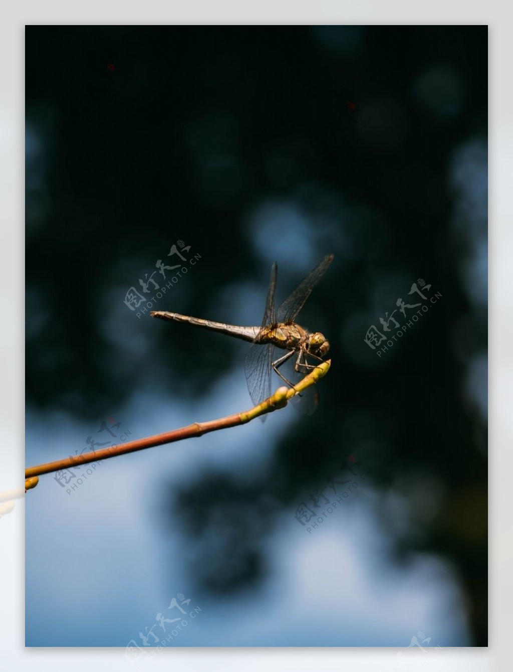 枝头上的蜻蜓图片
