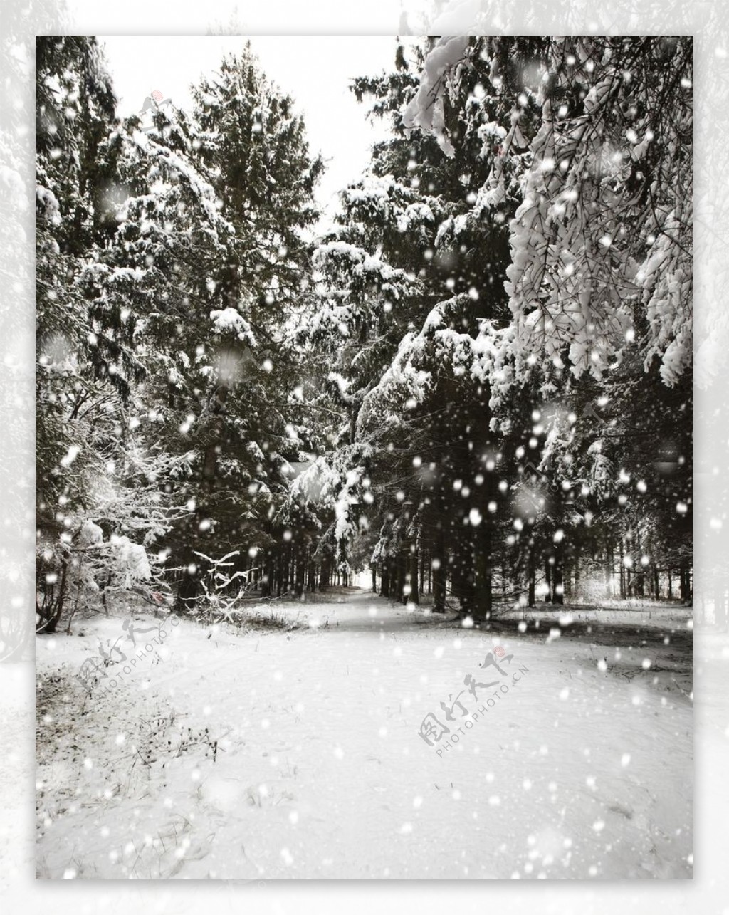 白色的冬天图片