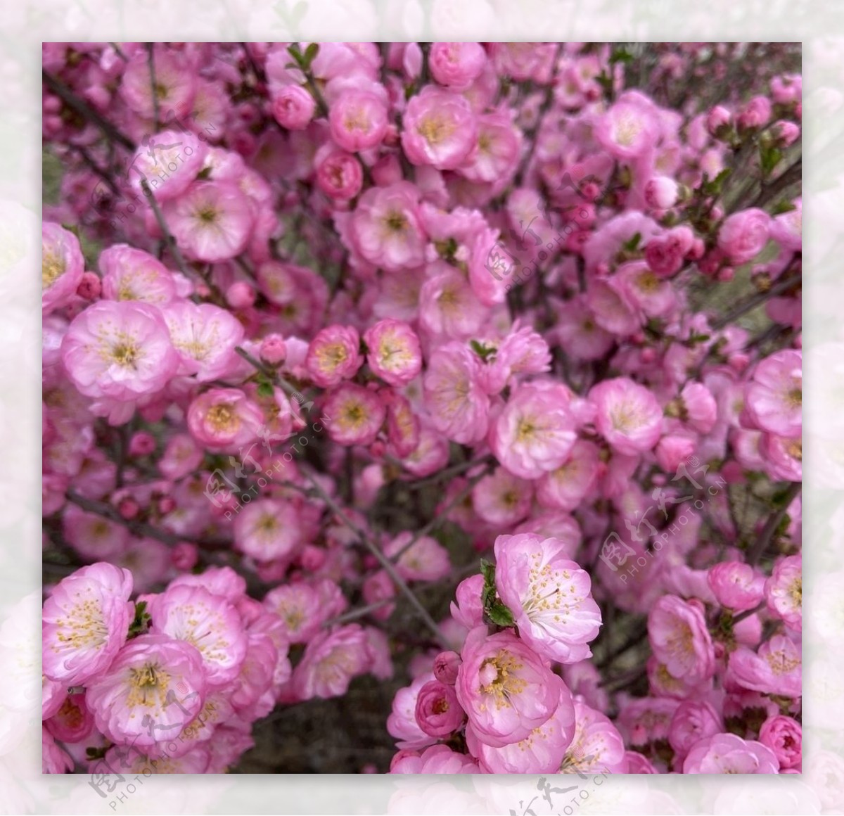 榆叶梅花图片
