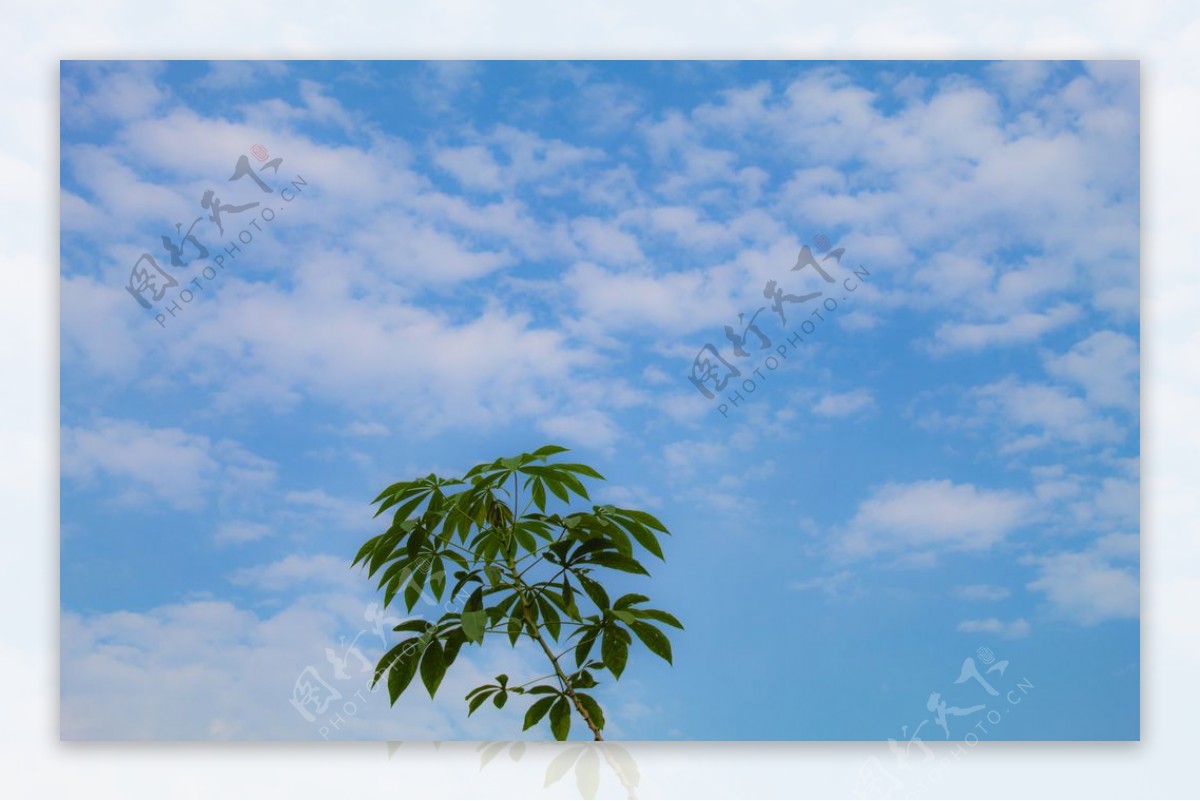 蓝天白云树叶图片