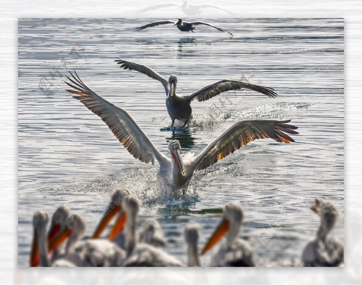 水鸟鹈鹕摄影图片