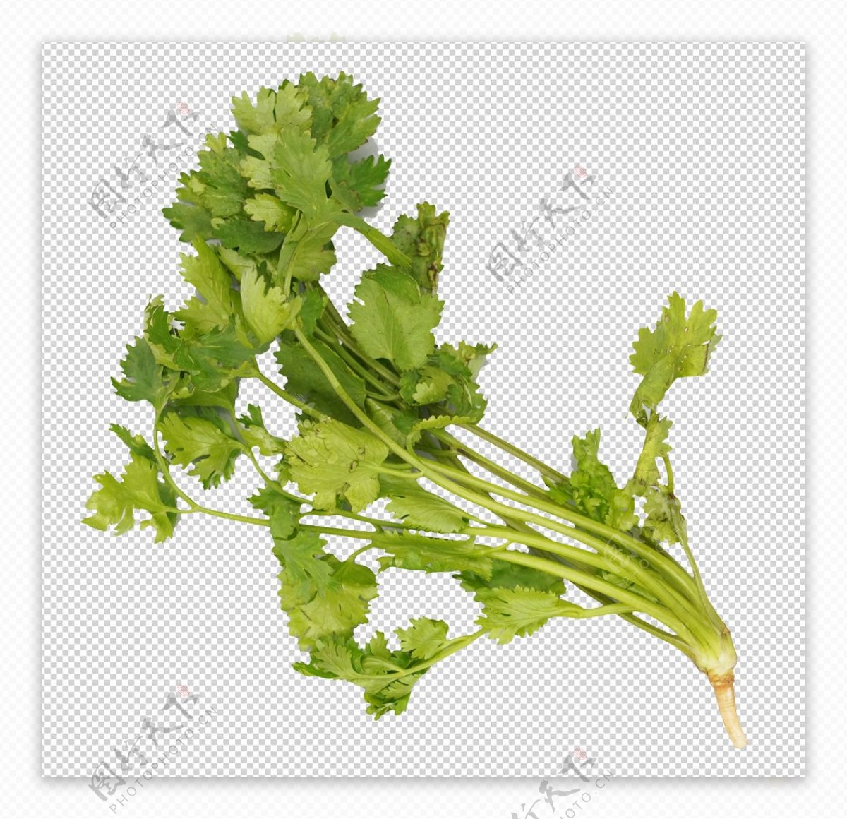 香菜蔬菜特写蔬菜写真透明图片
