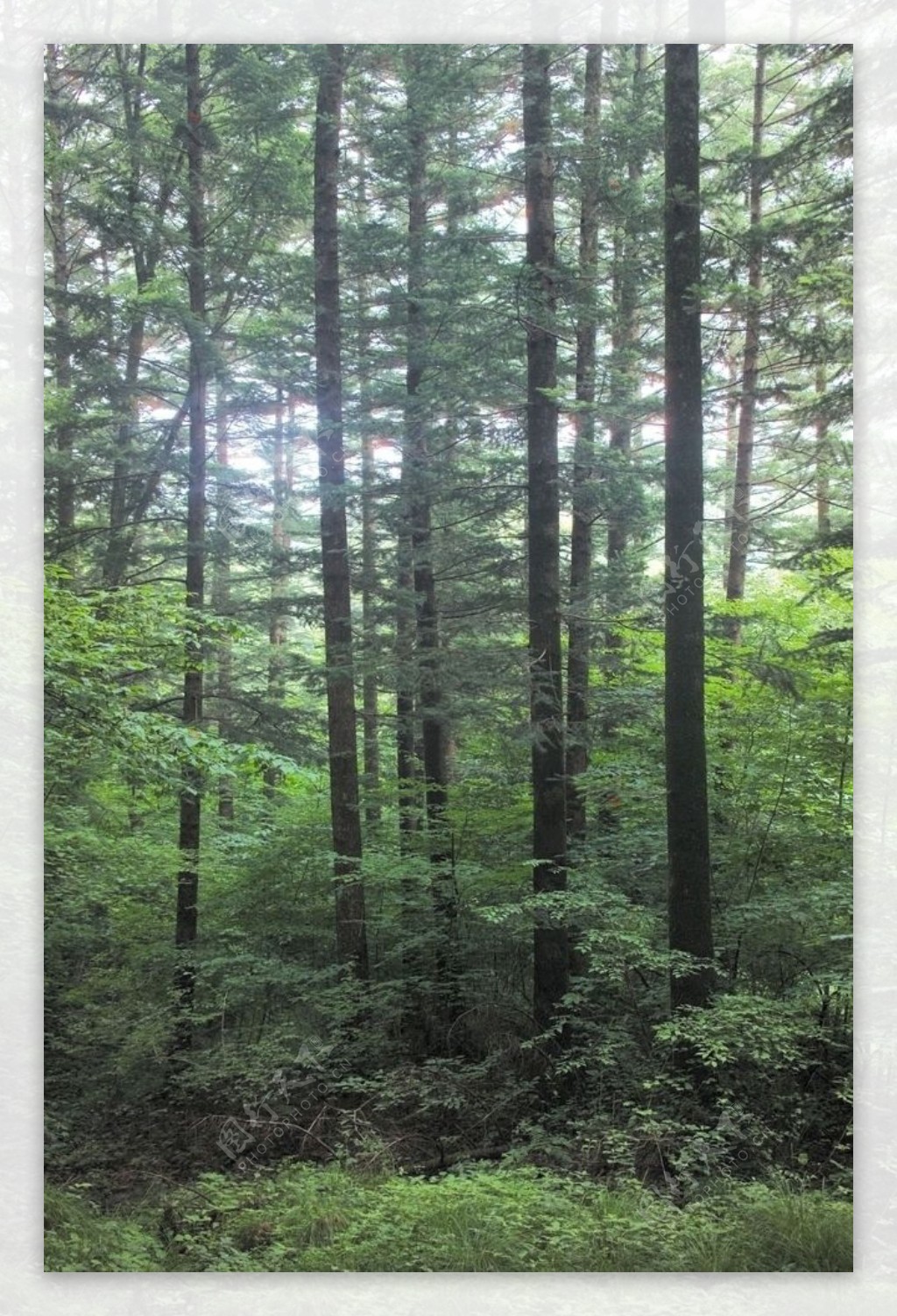 森林风景图片