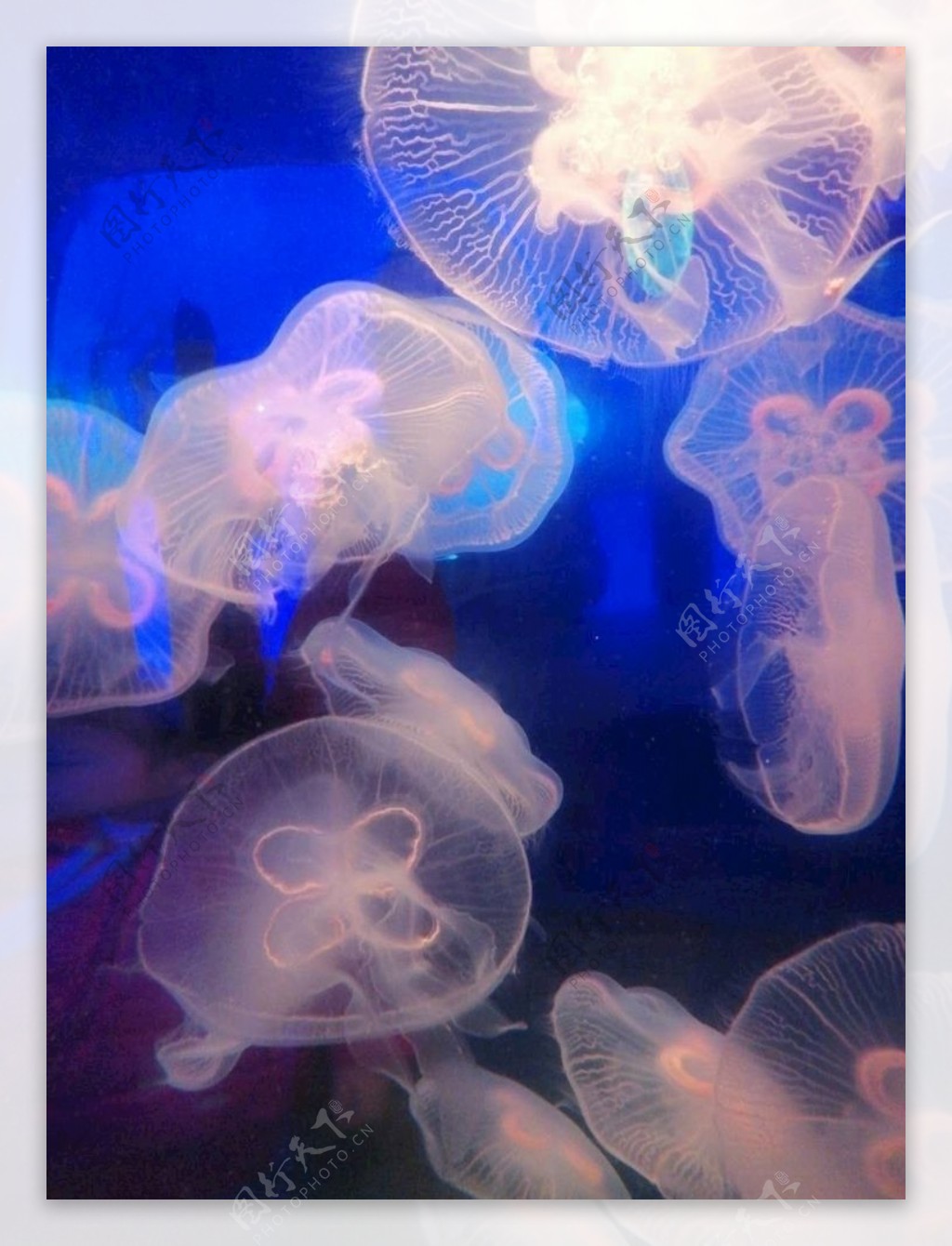 海洋生物水母图片