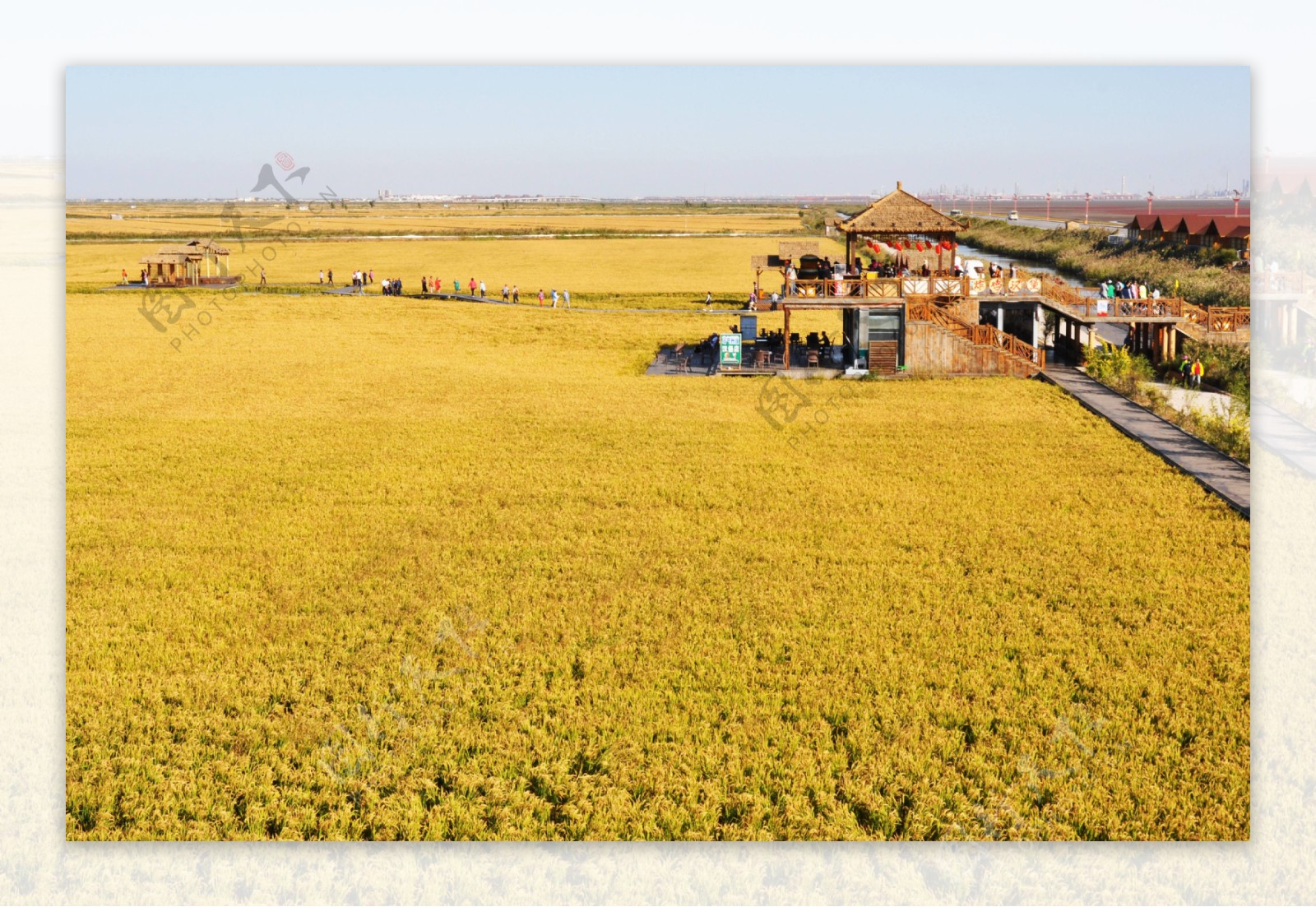 景区金黄色的稻田图片