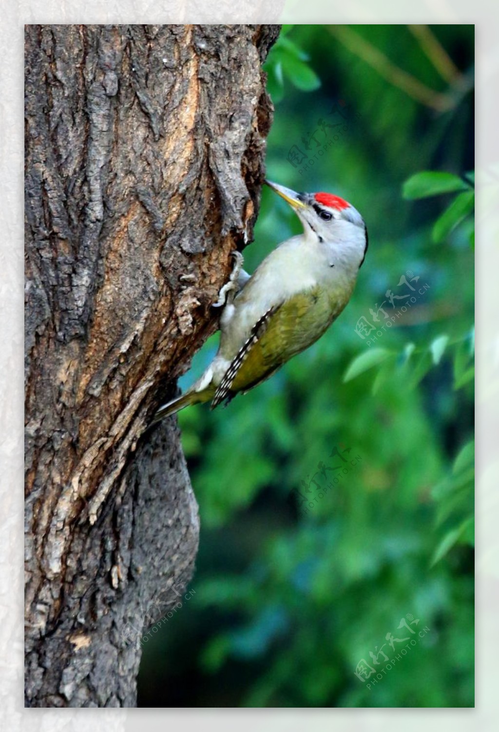 绿啄木鸟图片