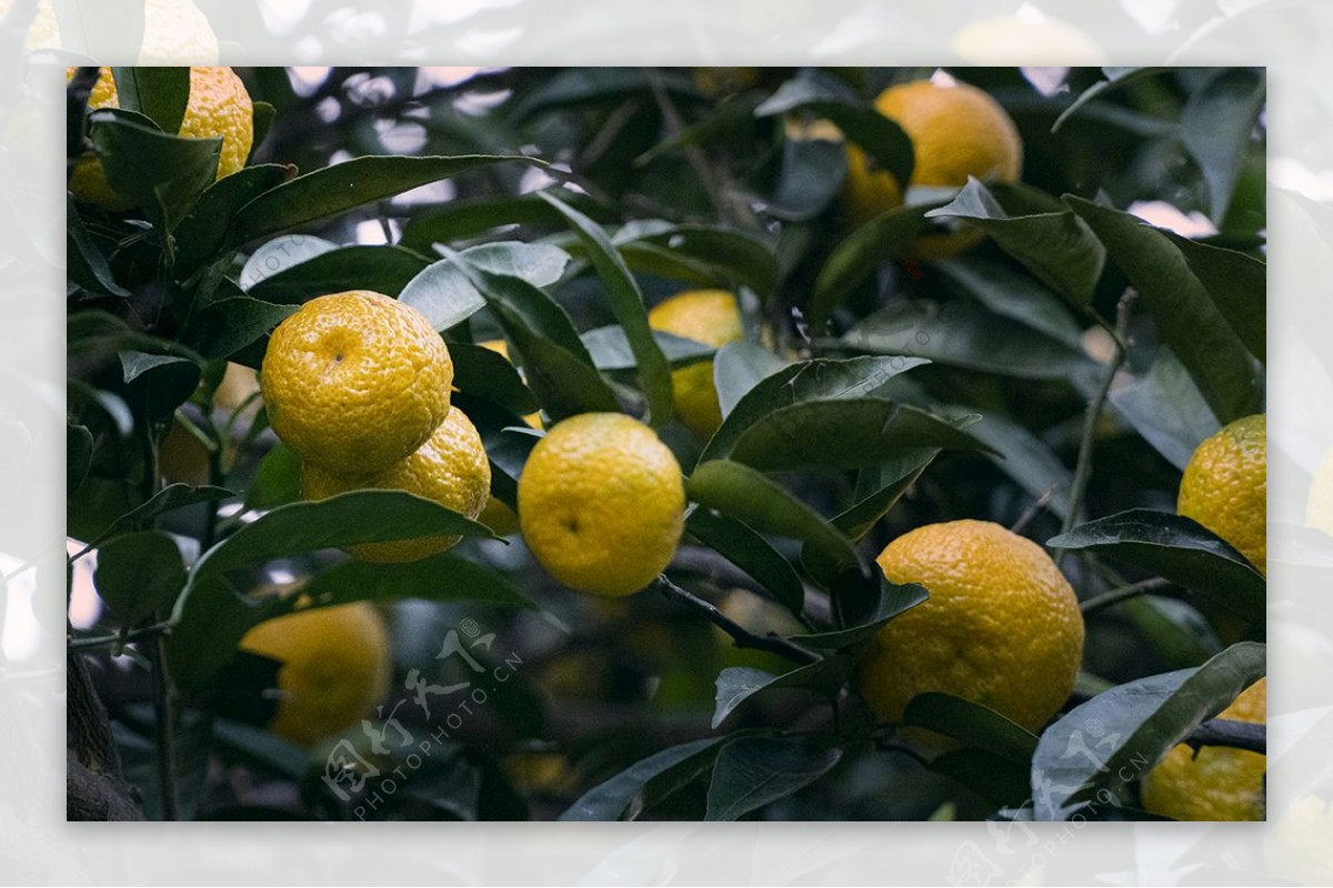 橘子桔子野外实拍摄影素材图片