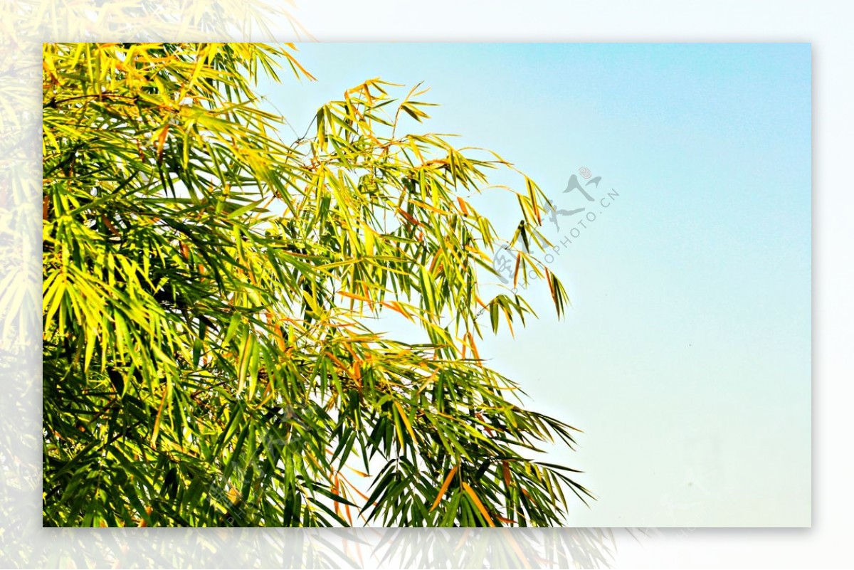 蓝天下的竹子图片