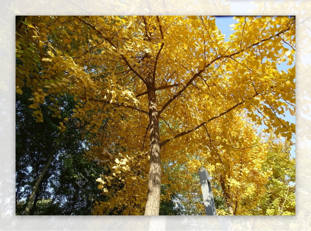 黄树图片