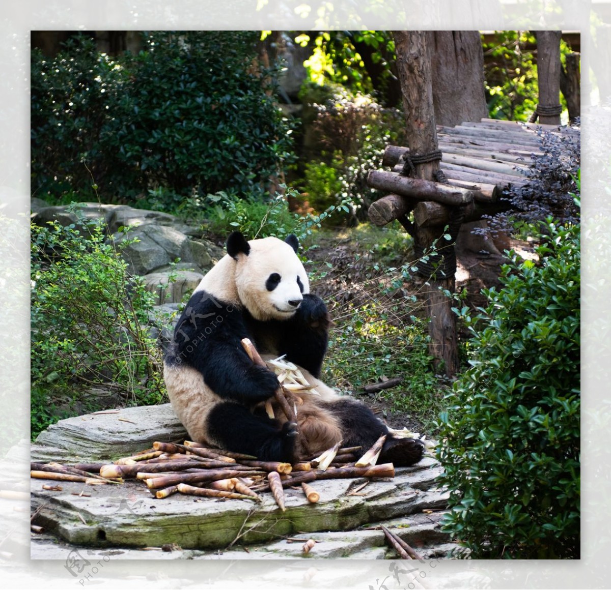 熊猫吃竹笋图片