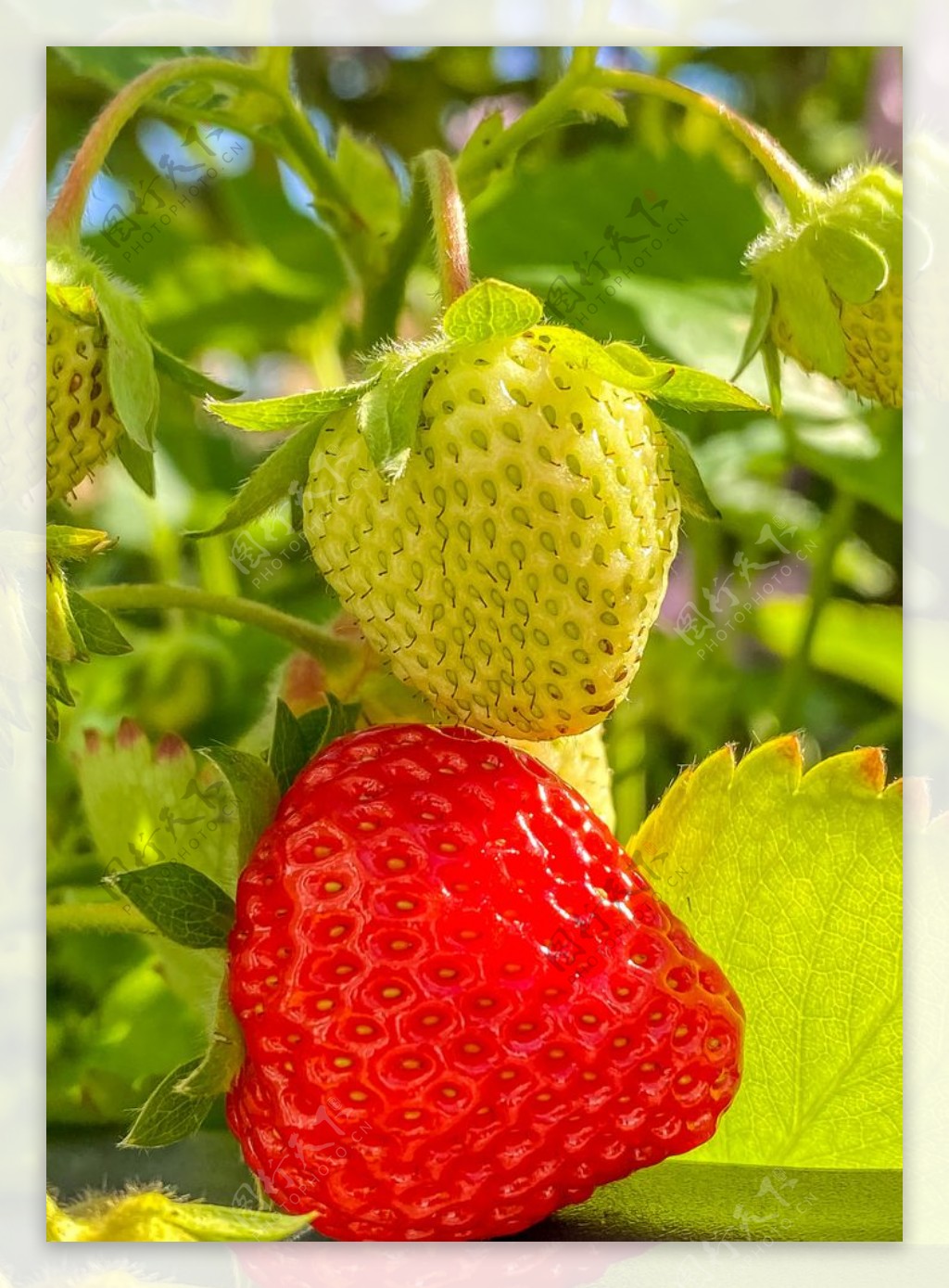 草莓图片素材-编号39913918-图行天下