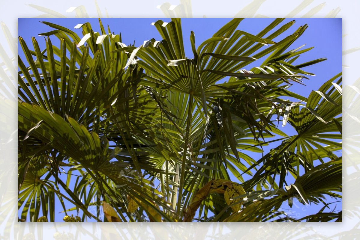棕榈树在盛夏里图片