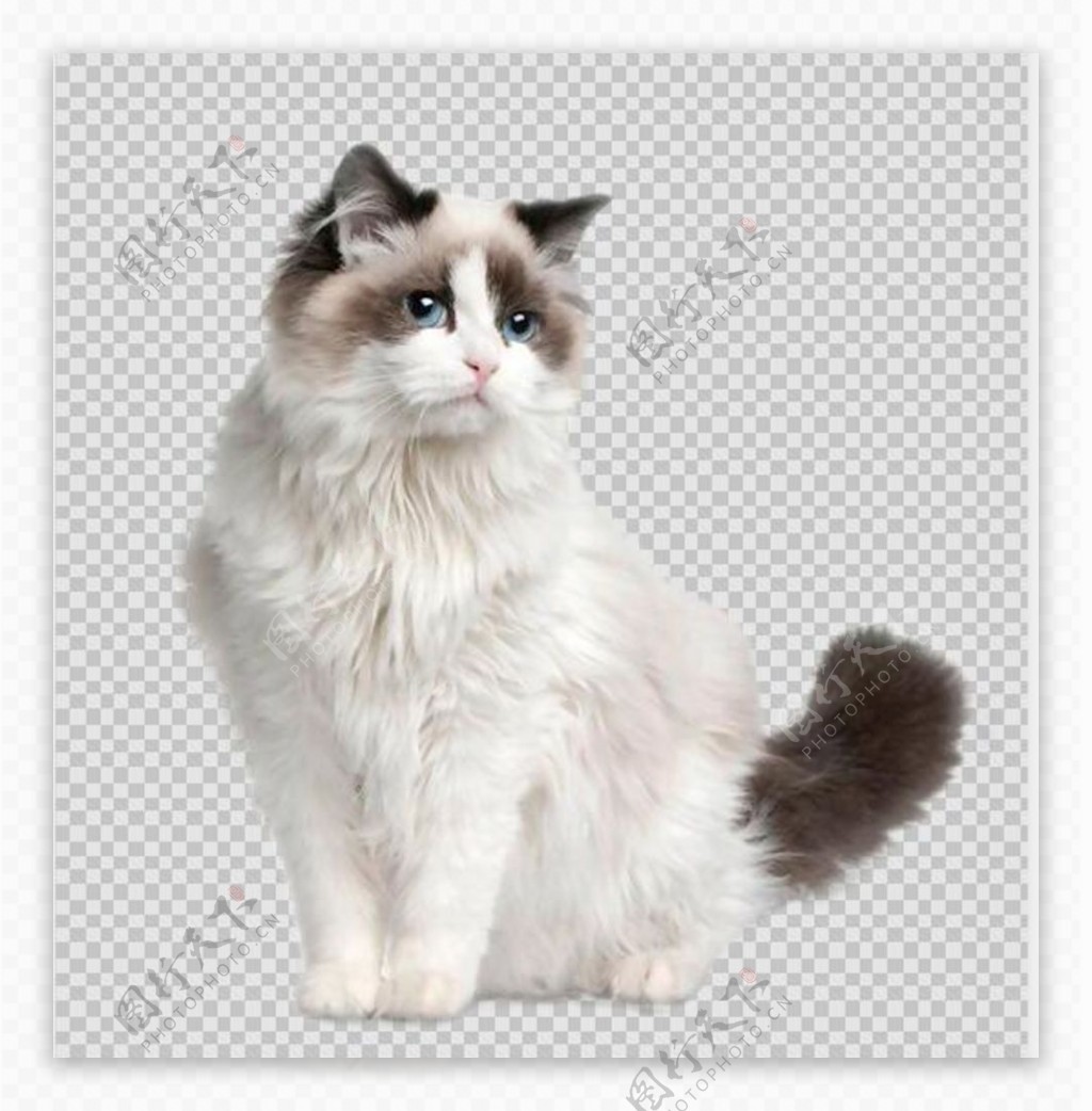 布偶猫免扣元素图片