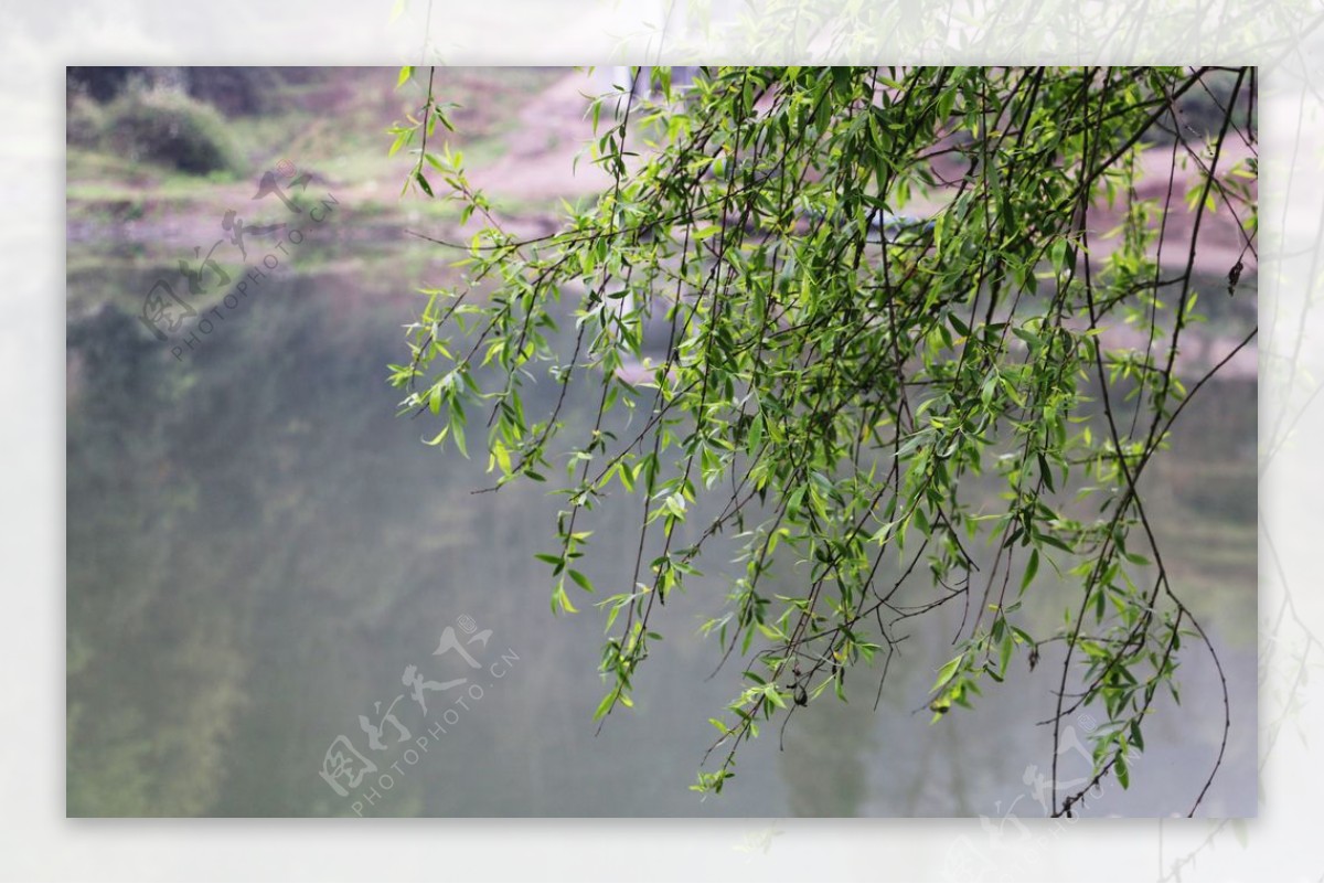 柳树水流图片