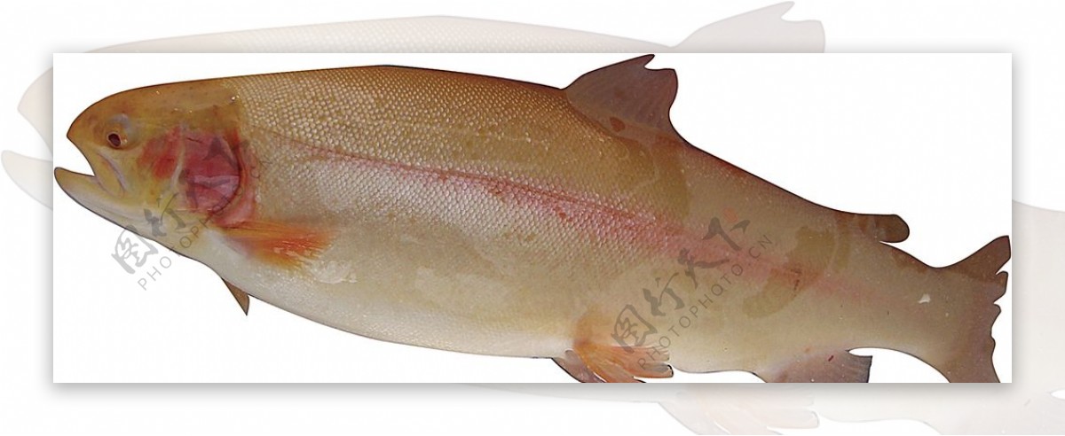 海鲜金鳟鱼图片