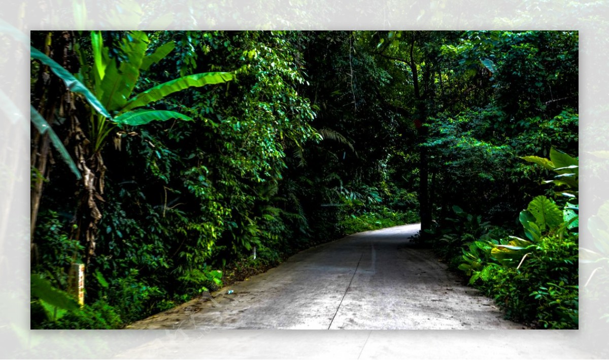 雨林公路图片