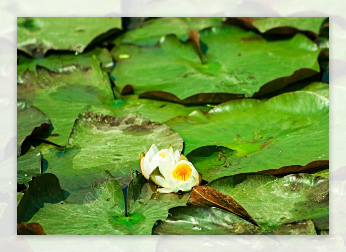 池塘里盛开的一朵莲花图片