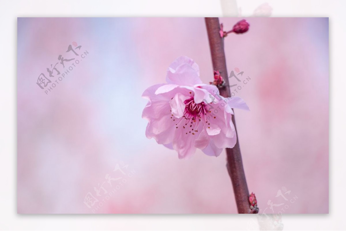 春天一枝美丽海棠花图片