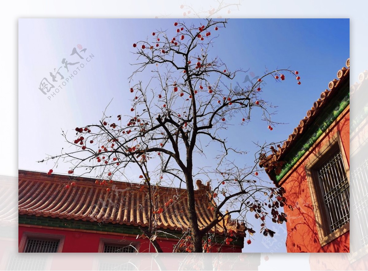 北京紫禁城故宫博物馆柿子图片