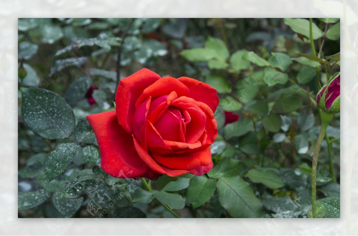 大红玫瑰摄影图片