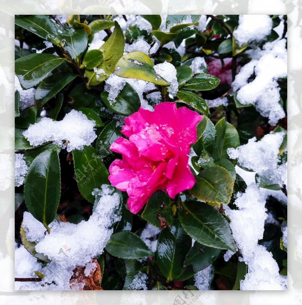 傲雪开放的山茶花图片