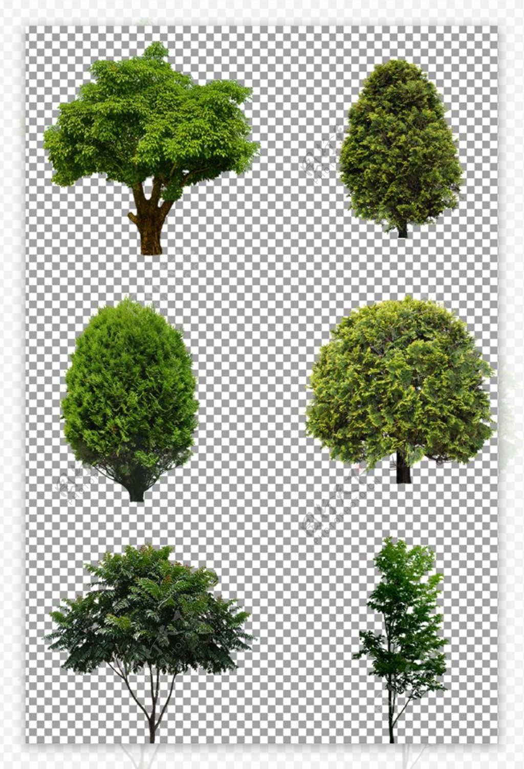 茂盛的绿色树木图片