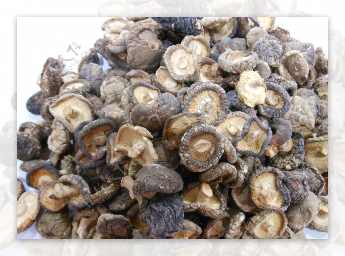 100种蘑菇图片大图,食用蘑菇图片大全,可食用蘑菇图片与名称_大山谷图库