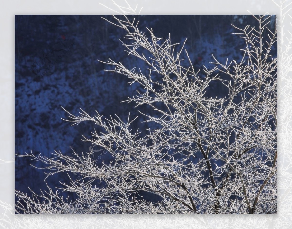 美丽的冰封树挂图片
