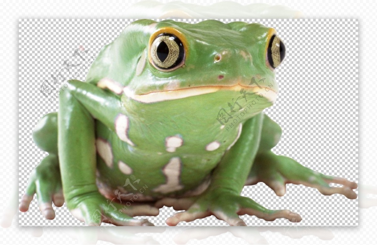 趴在荷叶上的可爱绿色青蛙