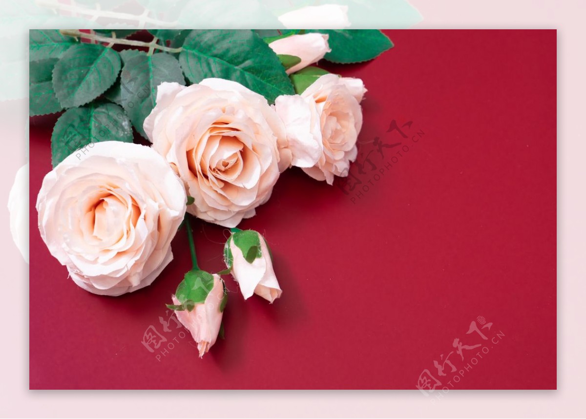 红色底板上的粉色玫瑰特写图片