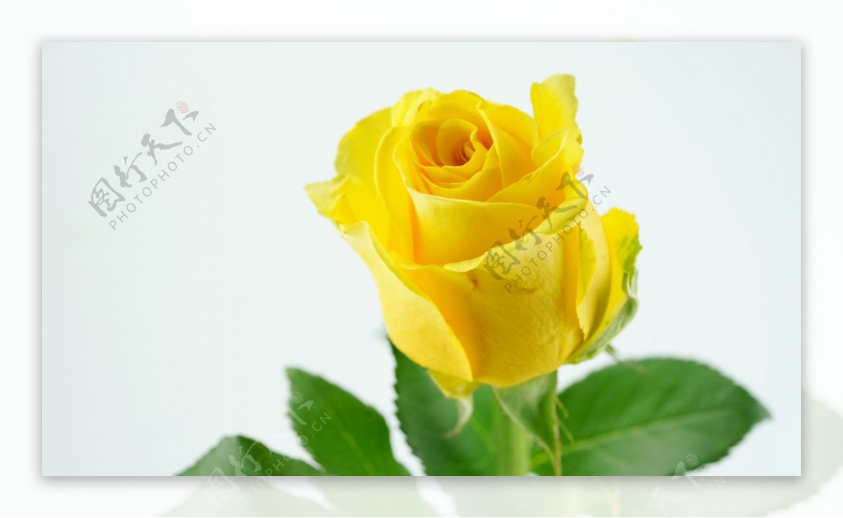 黄色玫瑰高清大图图片