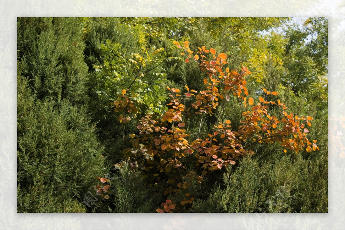 松树与红叶图片
