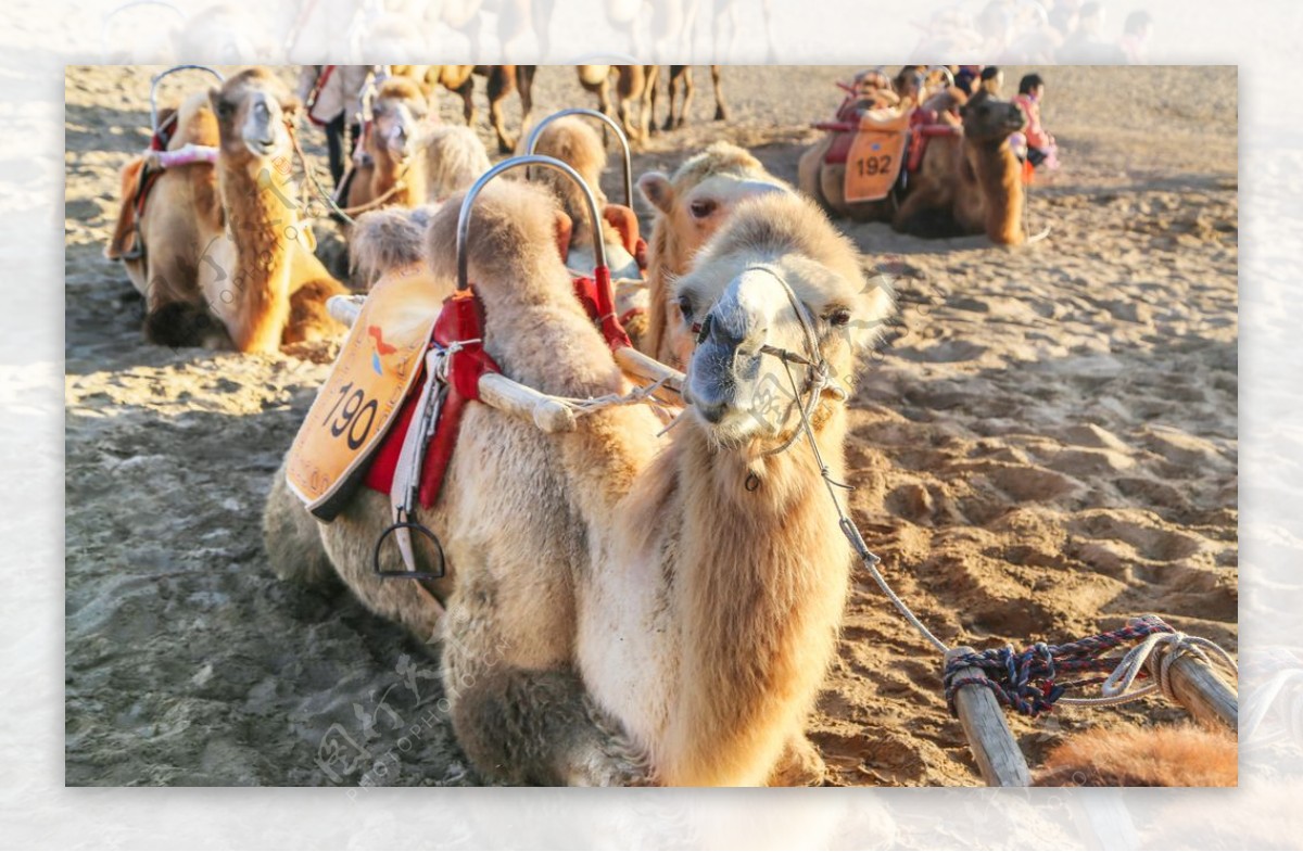 景区里的骆驼拍摄图片