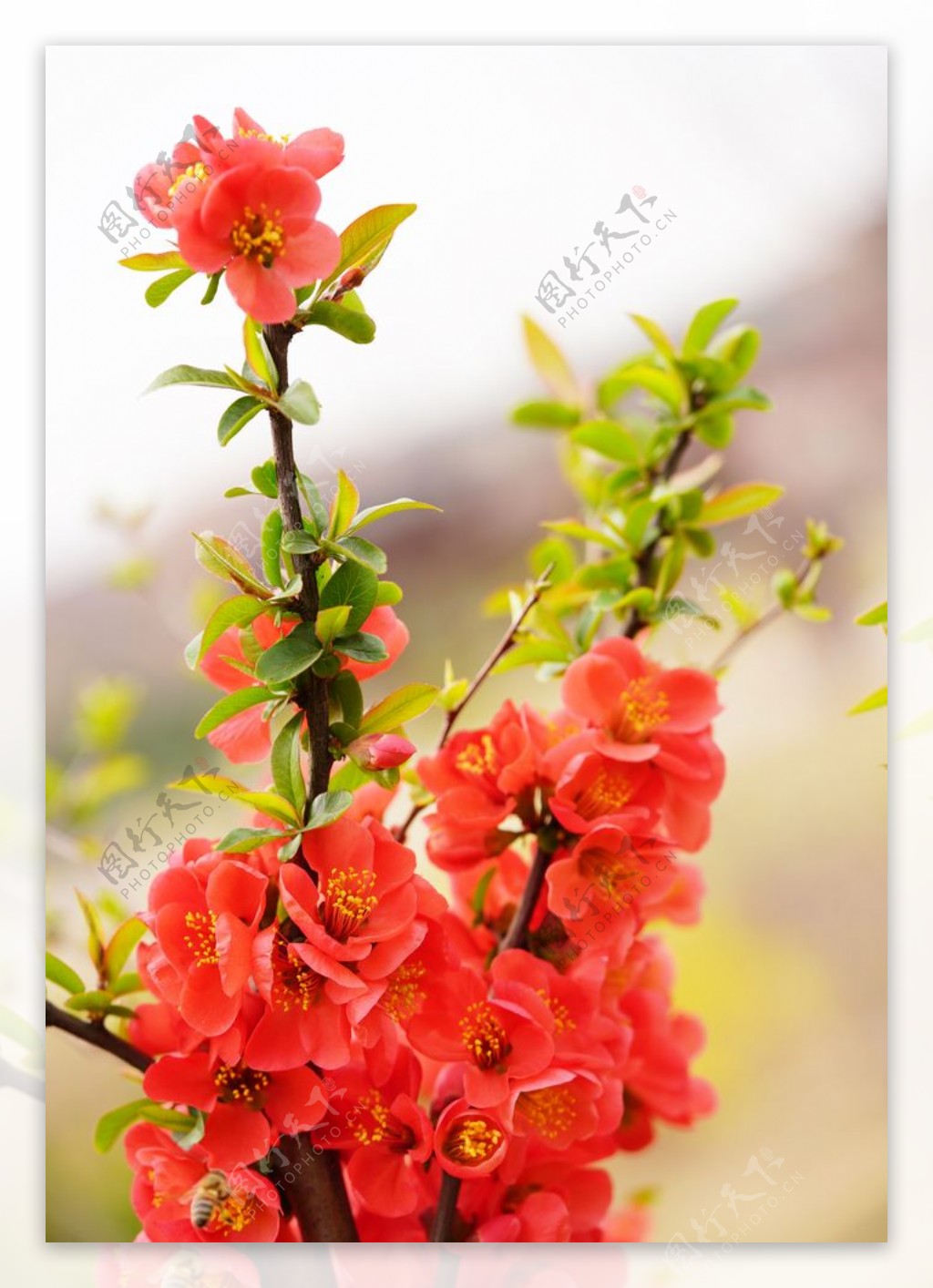 枚红色海棠花高清大图图片