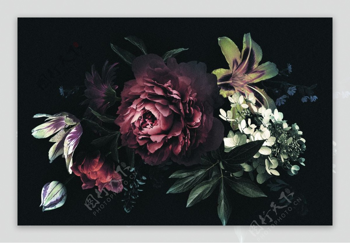 黑暗中的牡丹百合花暗色装饰背景图片