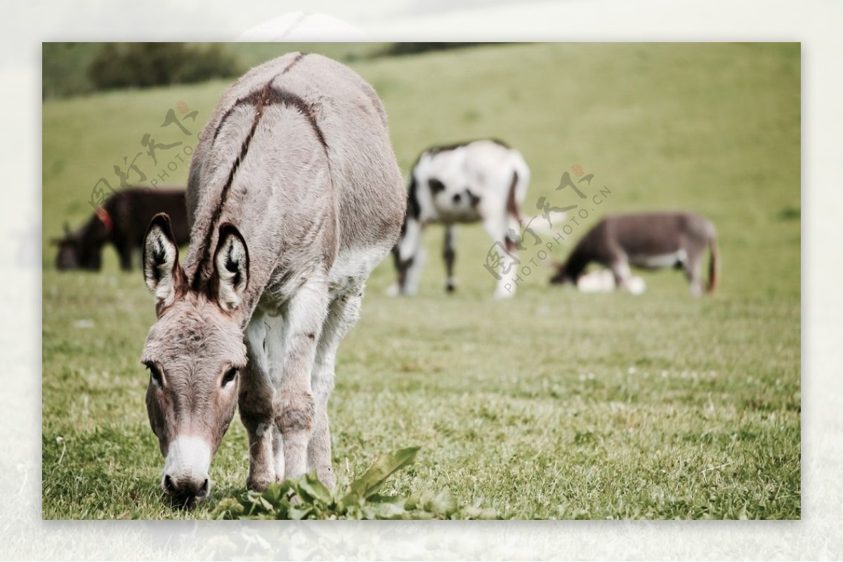 Free Images : nature, grass, outdoor, farm, countryside, cute, village ...