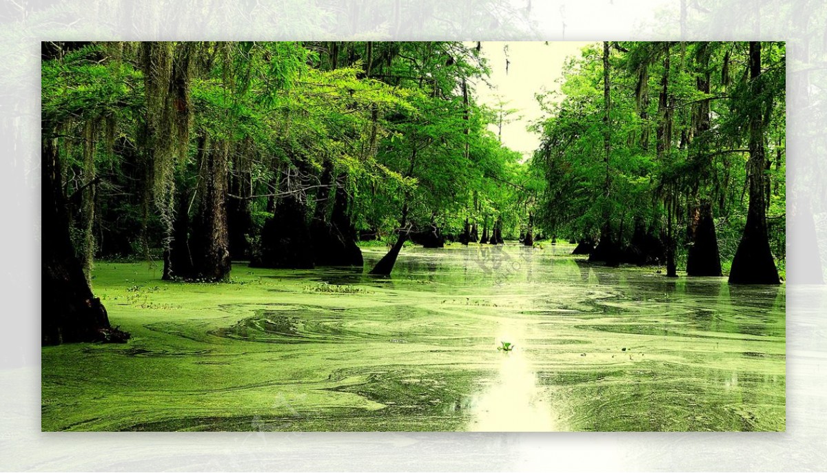 湿地沼泽风景图片