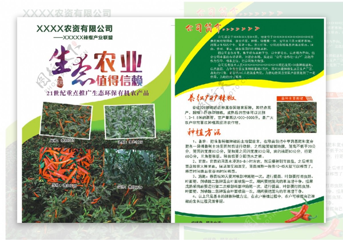 辣椒种植单页图片