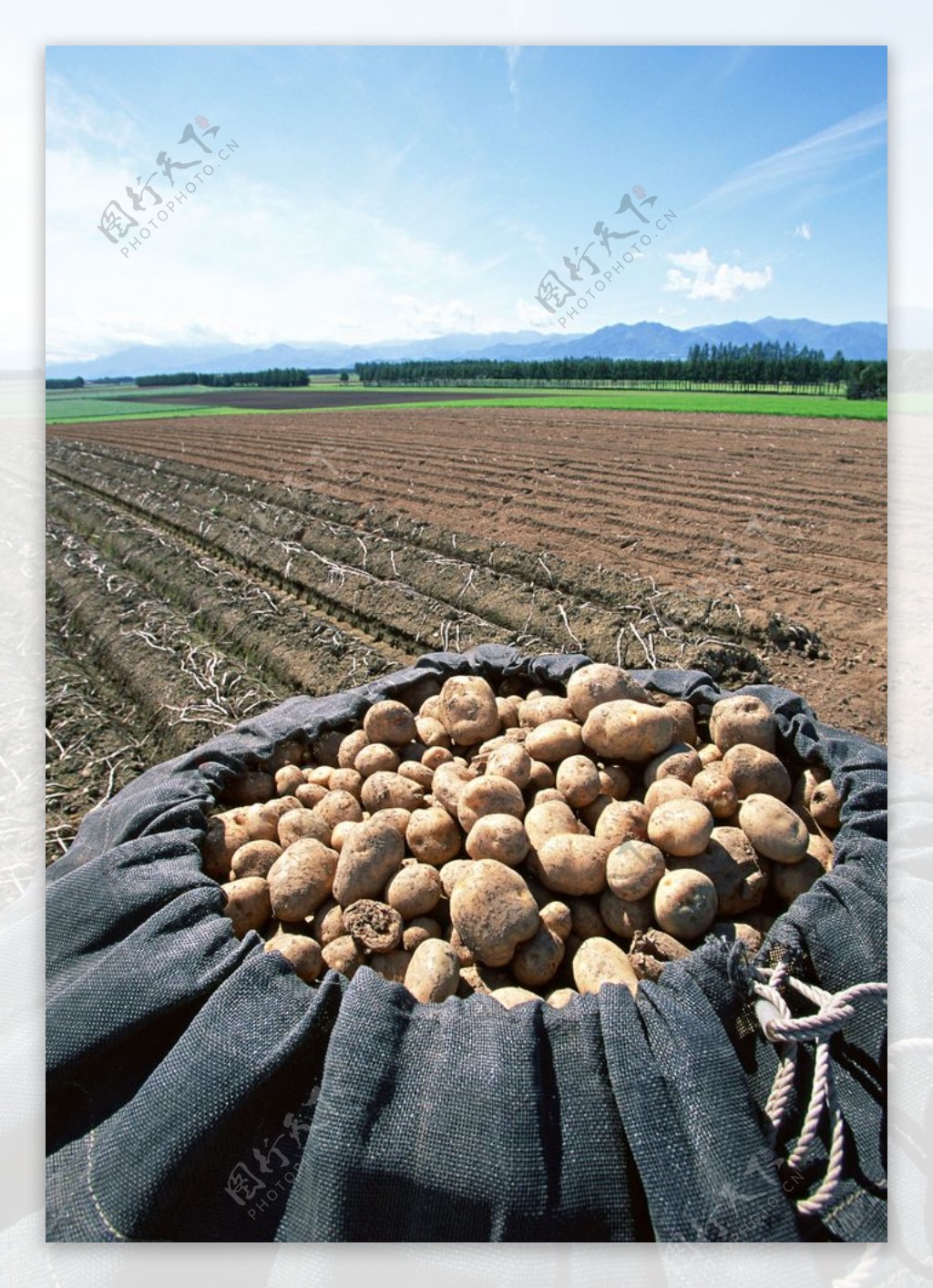 田园土豆图片